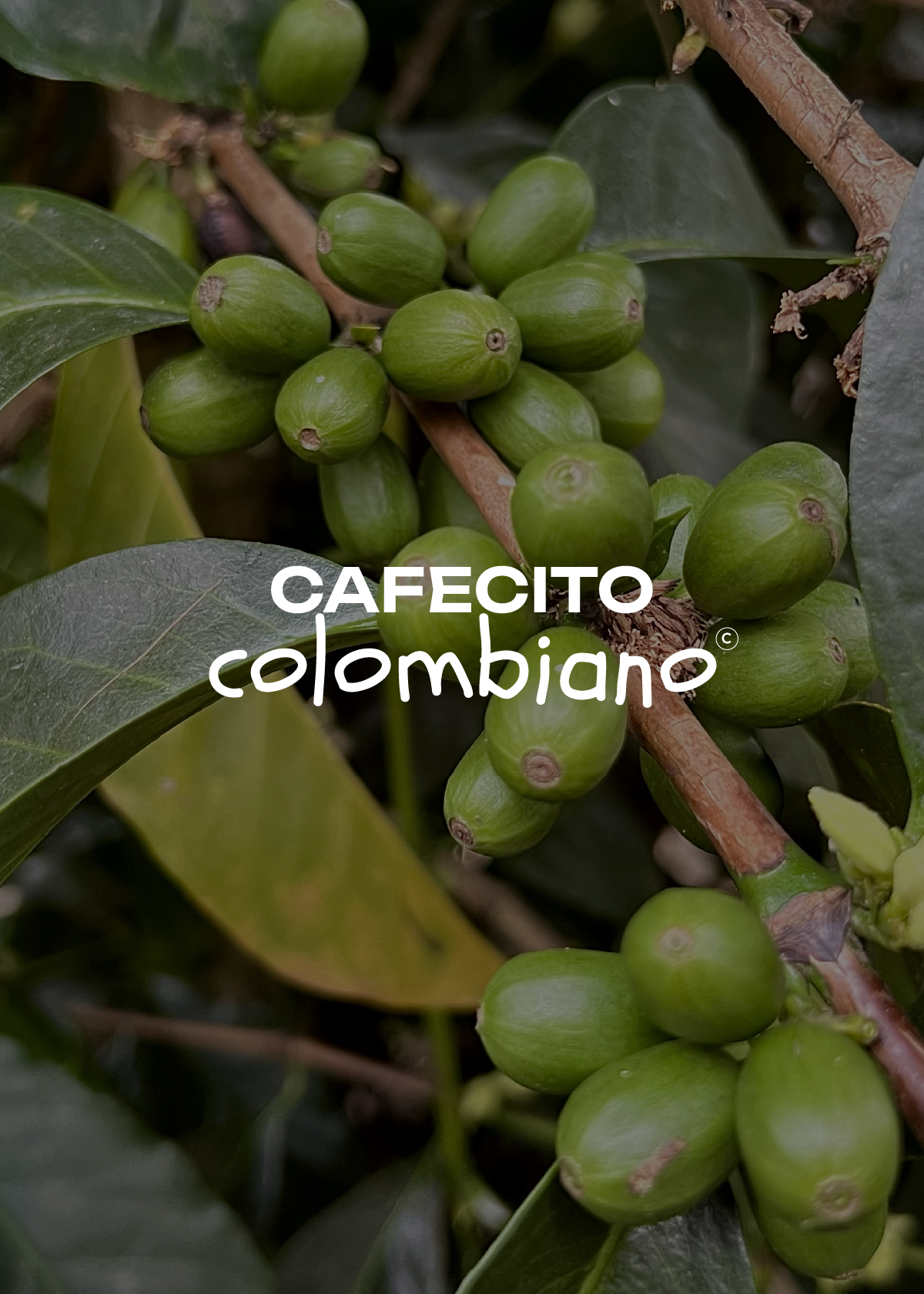 Dutra Brazil Coffee. Whole bean. 100% Arabica. Organic.
